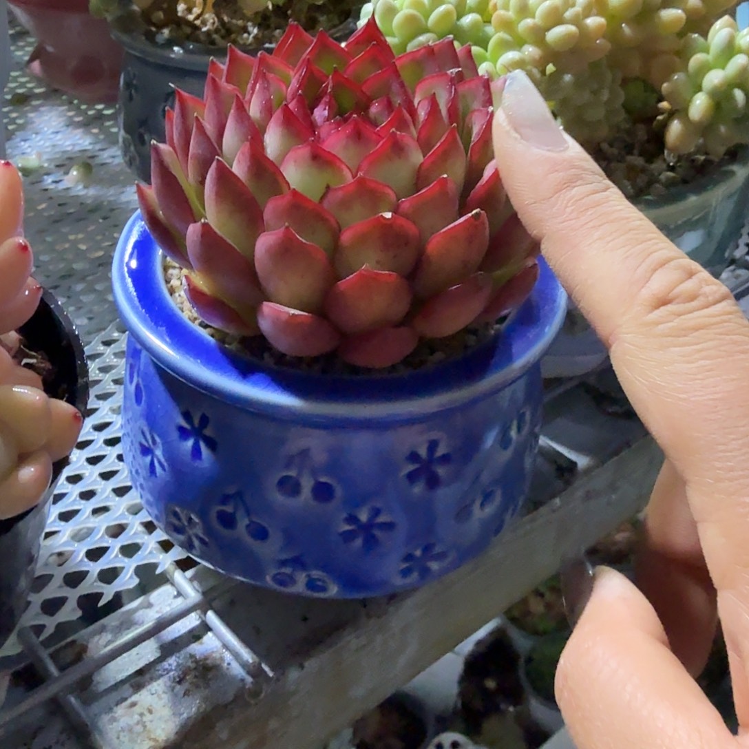 萤火虫带盆多肉植物