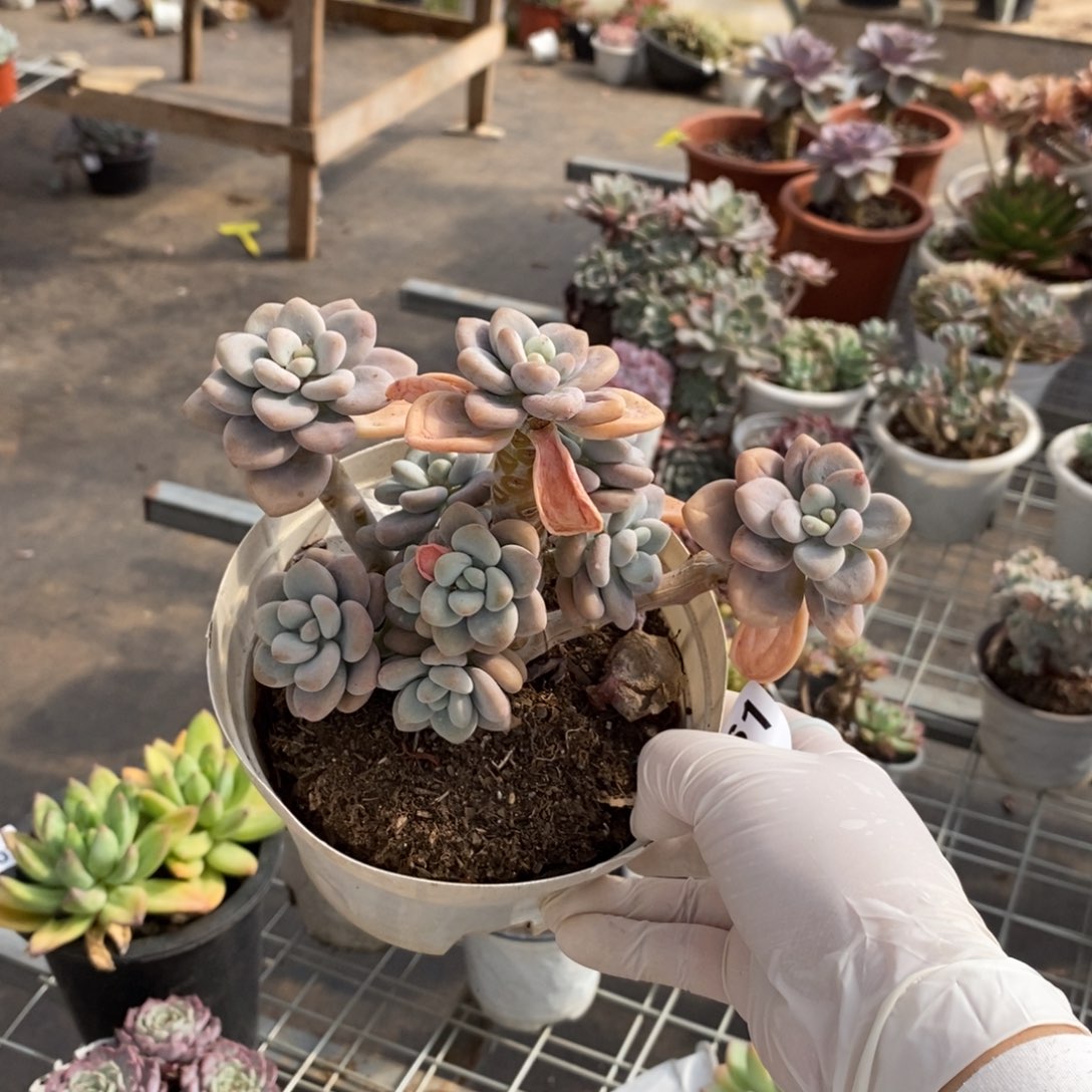 561白鹭老桩一物一拍