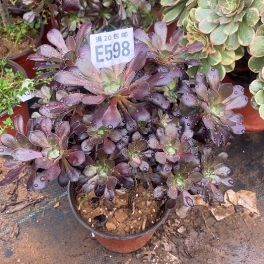 589黑元叶不包断枝