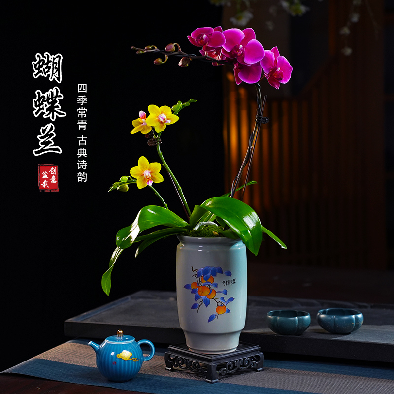 彼自豪香山蝴蝶兰盆栽四季常青花卉茶桌面净化空气花办公室内绿植
