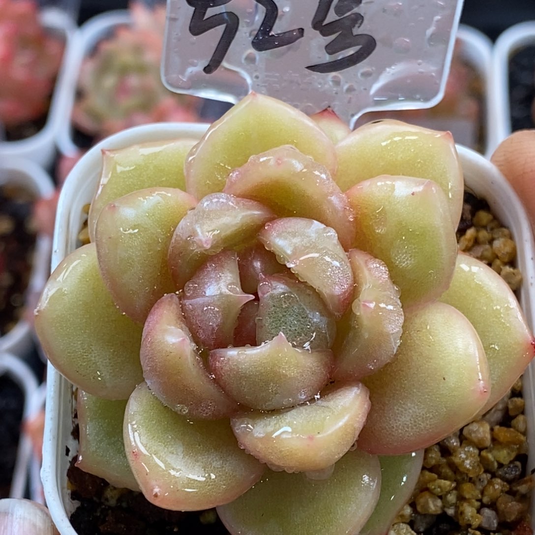 天官赐福百无禁忌