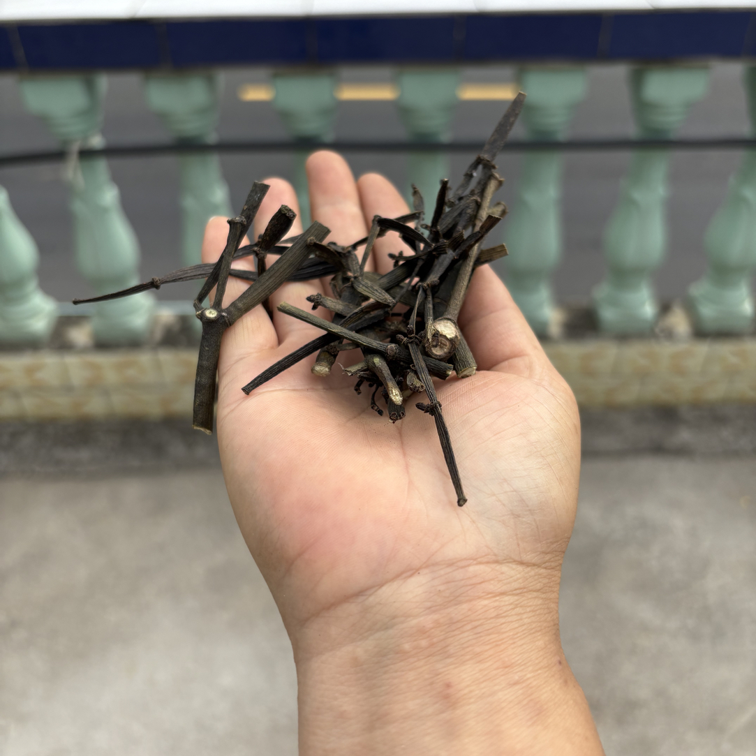贵州野生古树枫树寄生螃蟹脚干货泡水泡茶