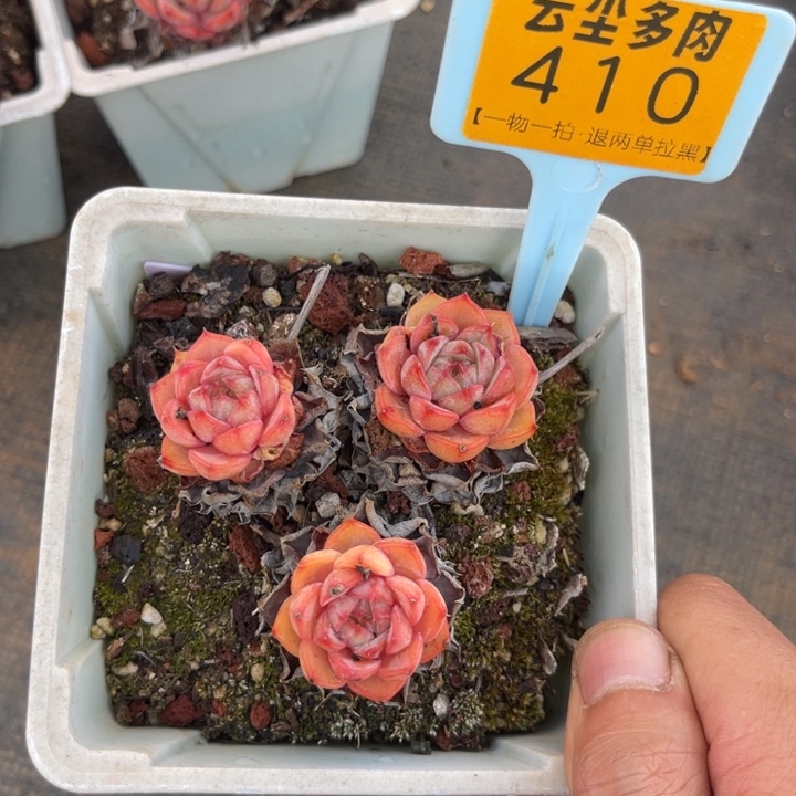 云尘多肉一物一拍410