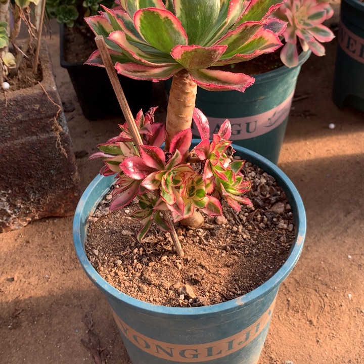 大***成520魅影七彩多肉植物特价