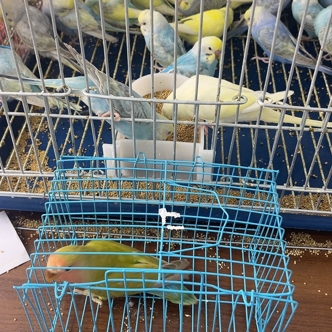 虎皮鹦鹉牡丹鹦鹉