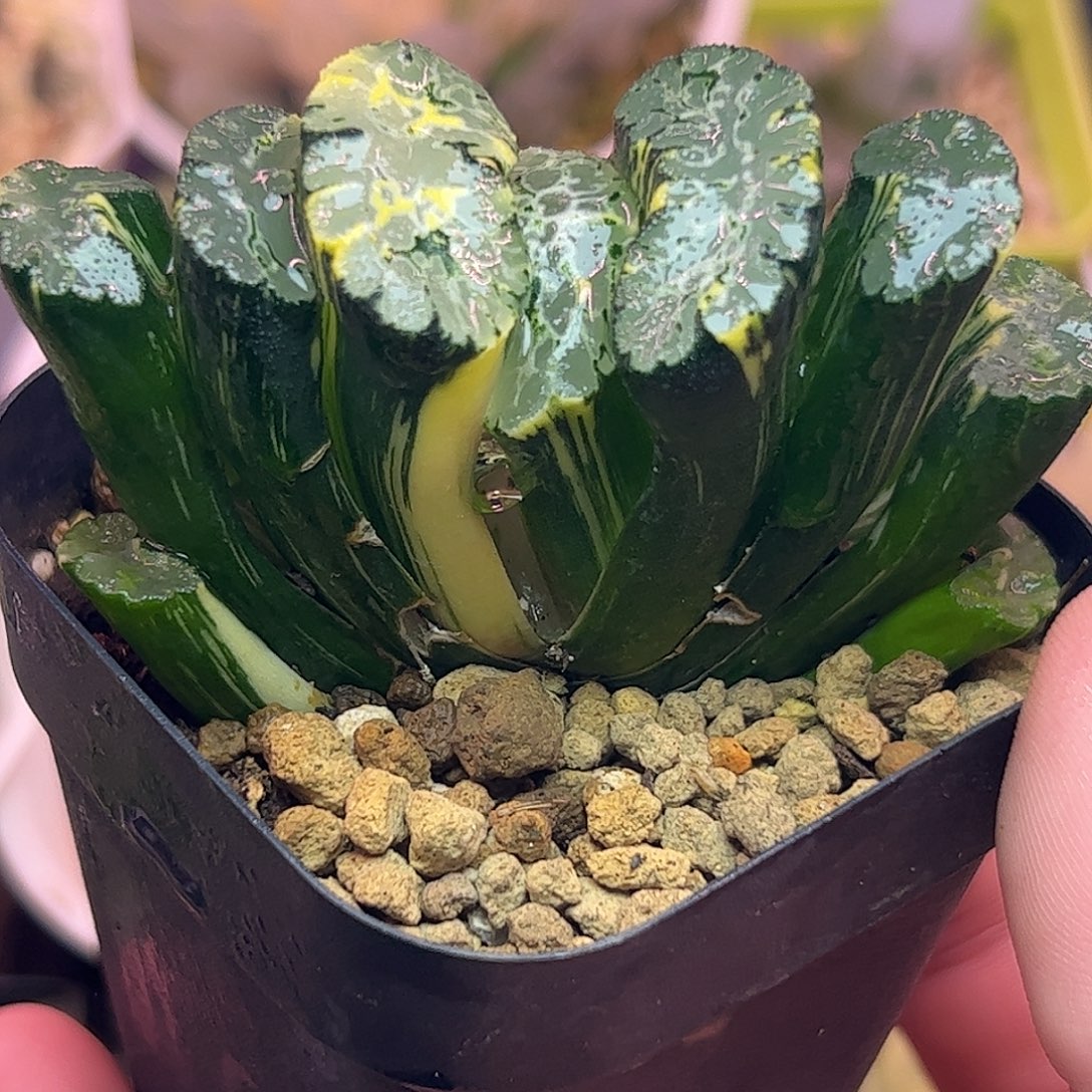 北斋锦七公分十二卷多肉