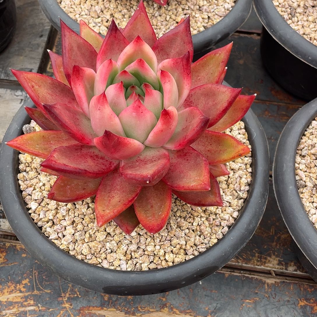 时***浅多肉植物一物一拍