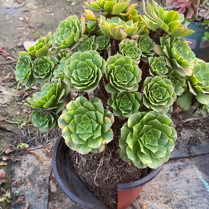绿玫瑰13多肉植物法师法师