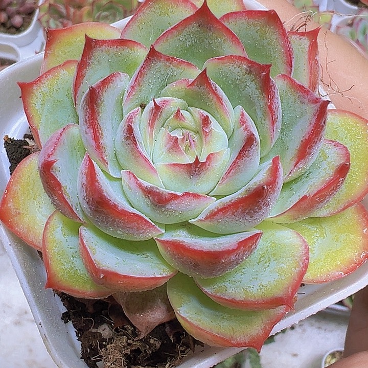 侧影19包邮多肉植物