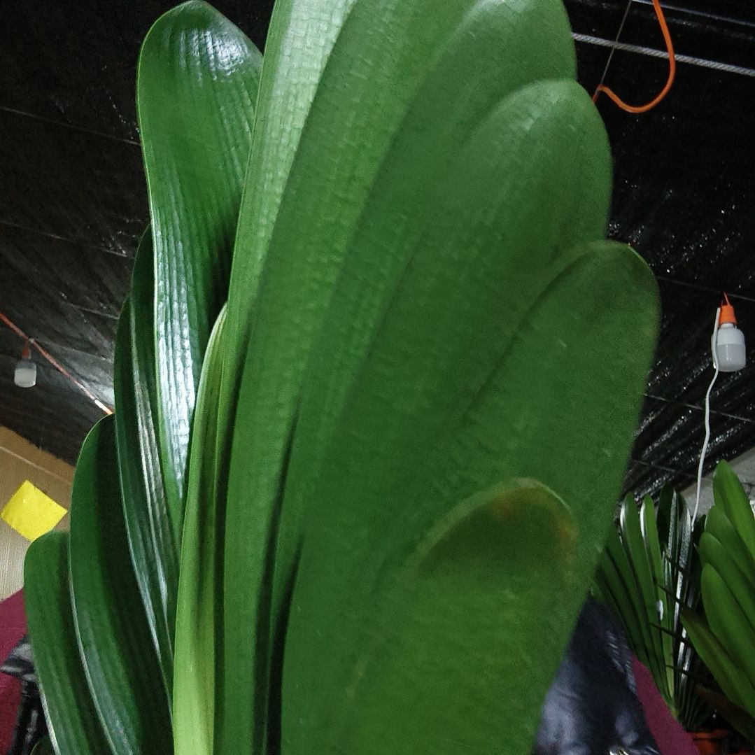 用***5完全开放君子兰直播一物一拍的君子兰直播一物一拍链接