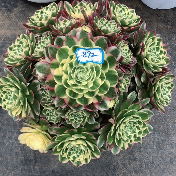 892海王多肉法师