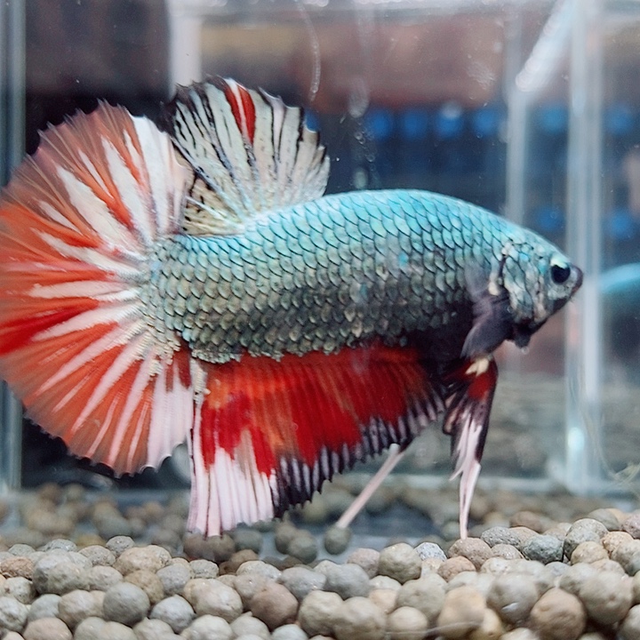 蒙****斗鱼黑126号巨斗将军