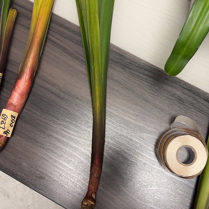 完全开放直播间一物一拍