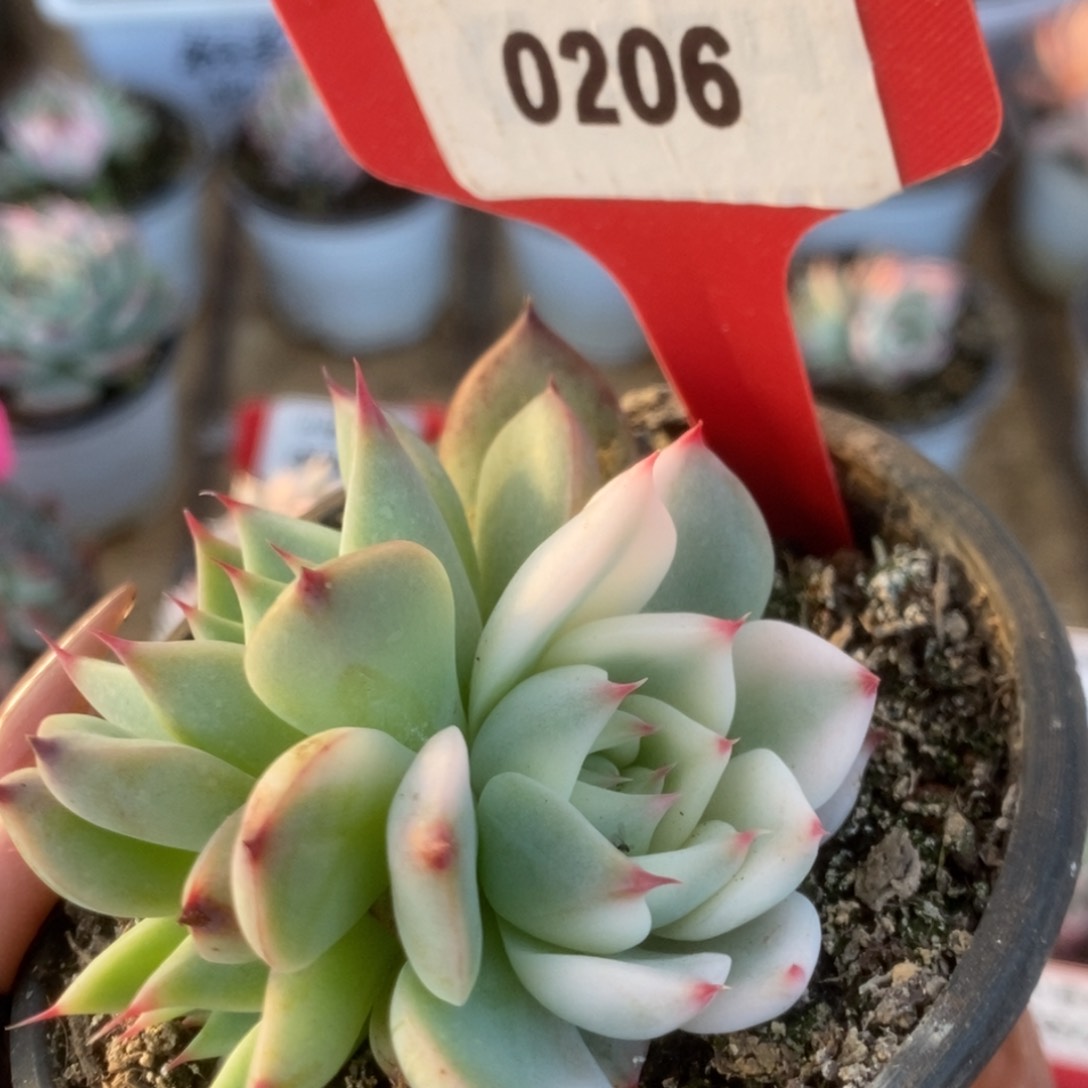 206吉娃娃锦锦锦锦锦