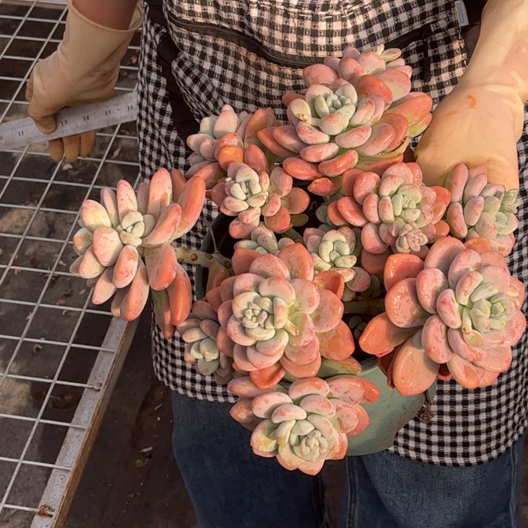 大洛神一颗一单包邮