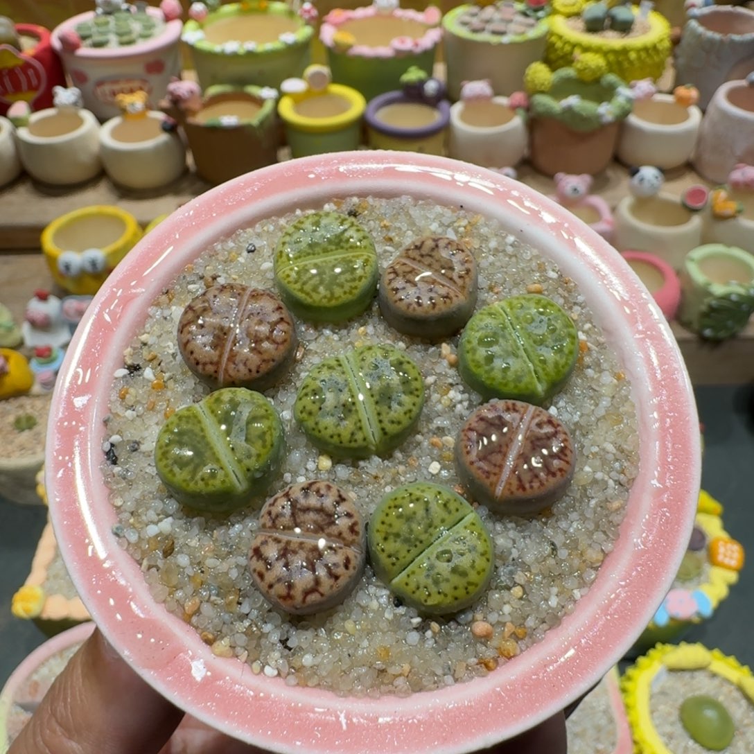 蘑菇1118黄鸣玄彩拼多肉植物
