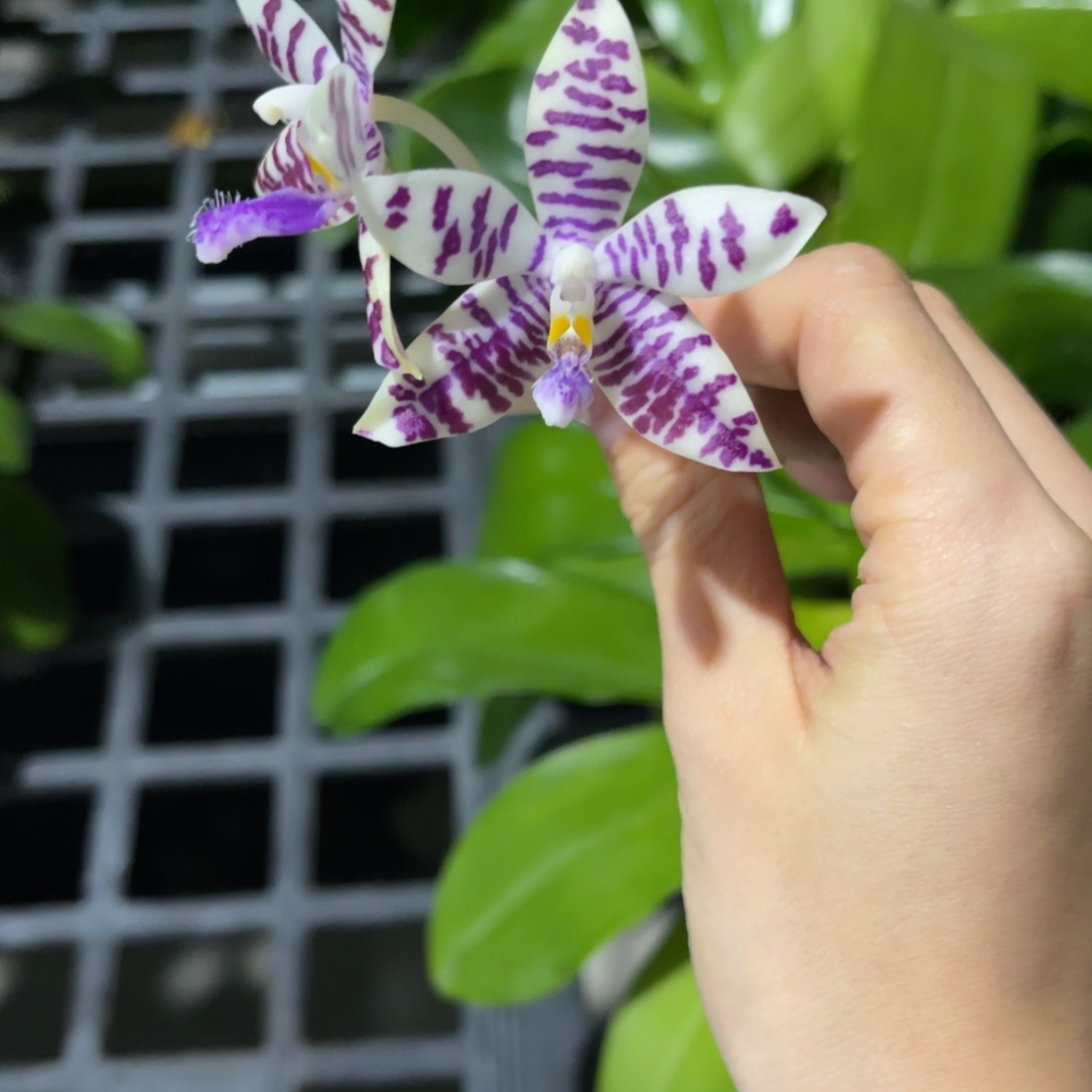 完全开放蝴蝶兰原生