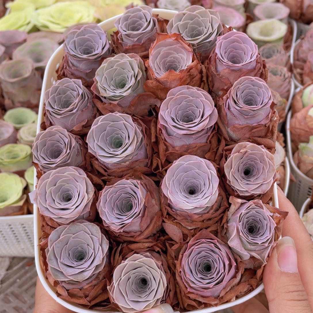 山地玫瑰花篮组合J190