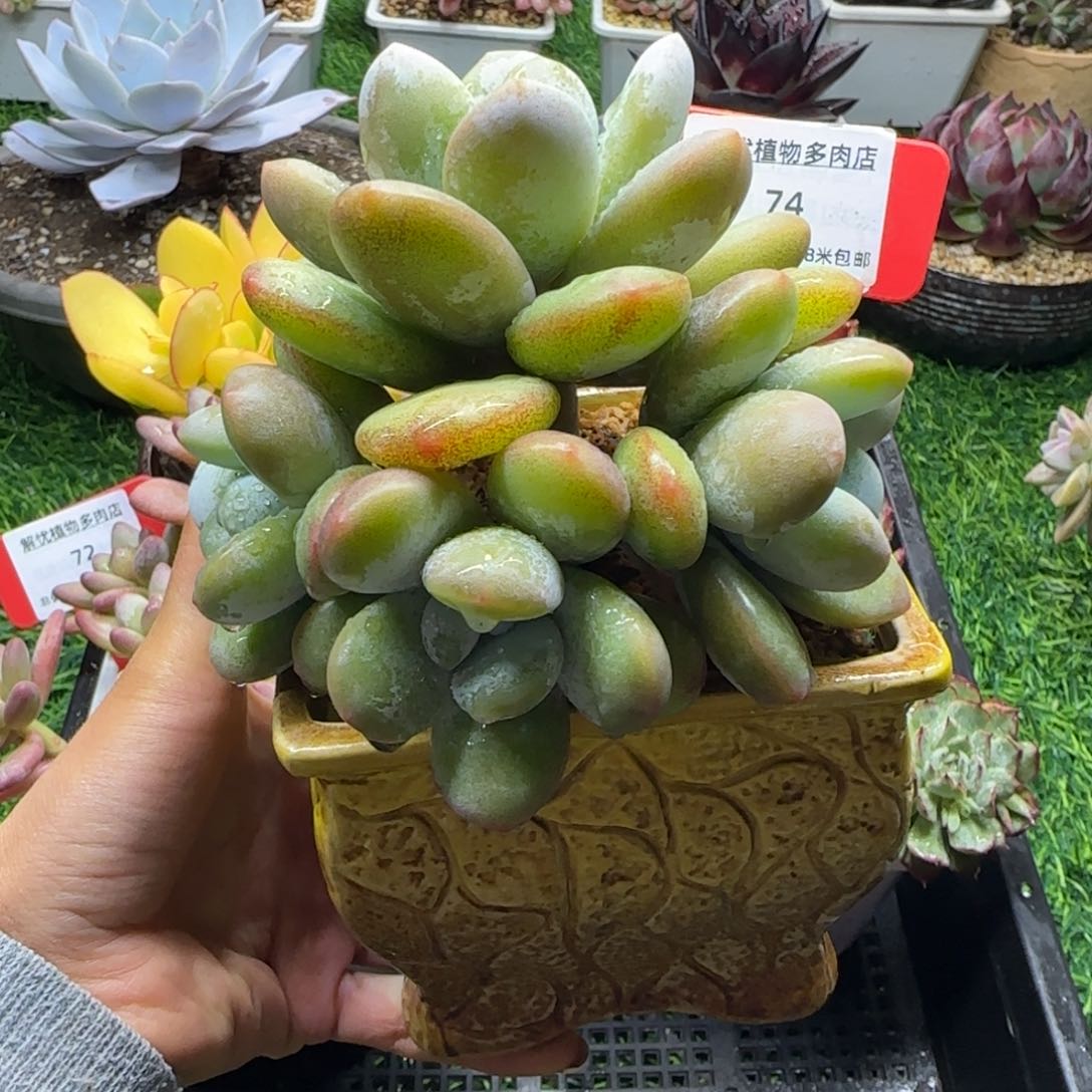 解忧植物多肉编号74