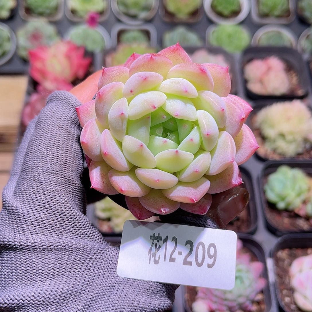 花12-209新品单头