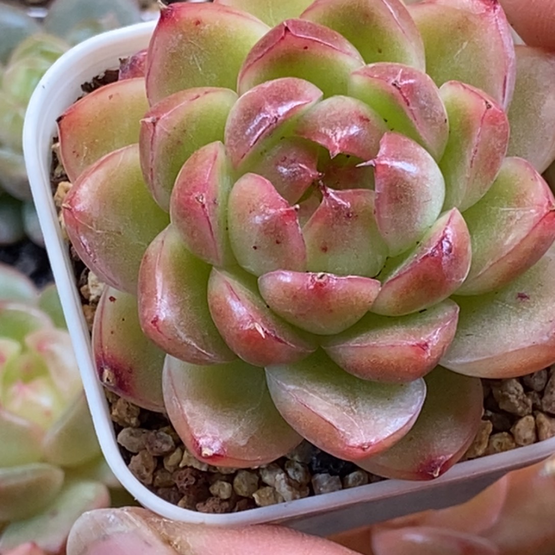 天官赐福百无禁忌