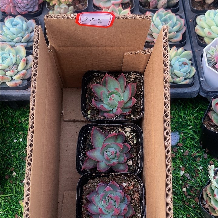 A242惊鸿仙子多肉