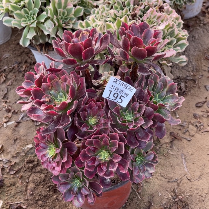 195金丝雀大绣球1北