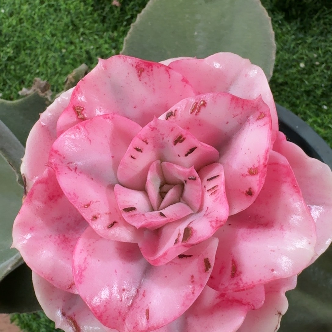 2833大河之舞锦多肉植物