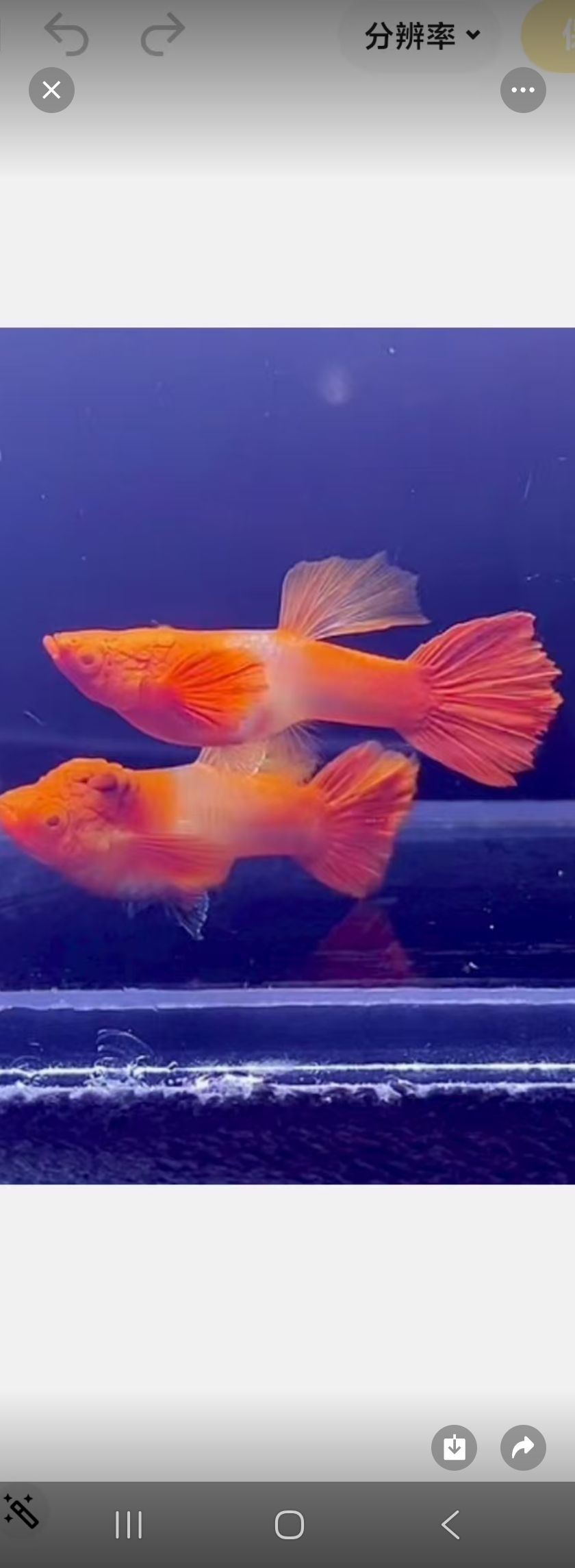 纯种全红凤尾孔雀鱼小型观赏鱼热带淡水鱼好养耐活