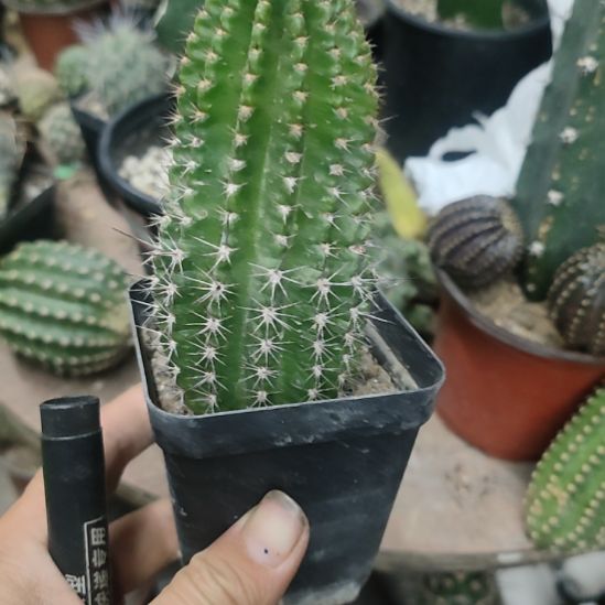 仙人球彩草黄秀带根带盆
