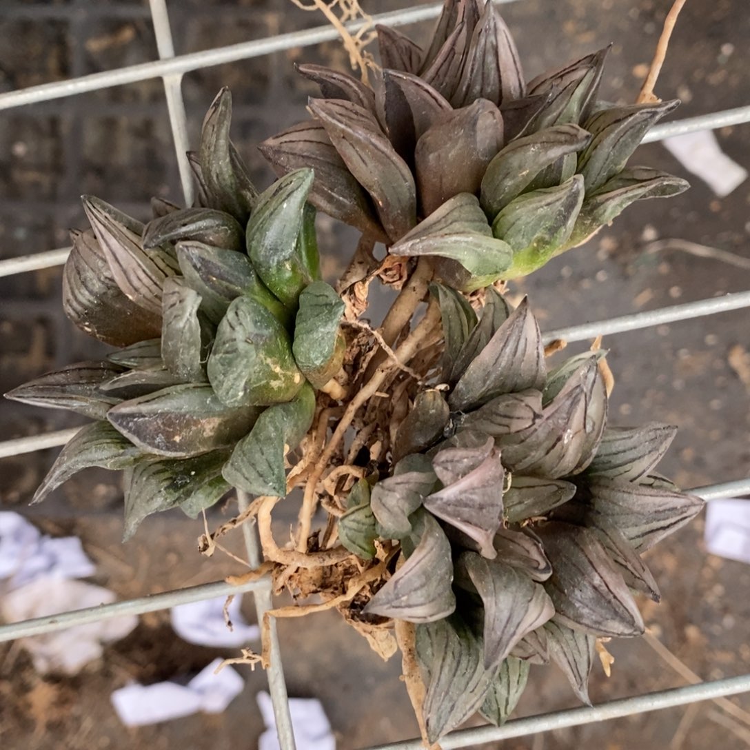 无****3135 三颗一起 超级福利