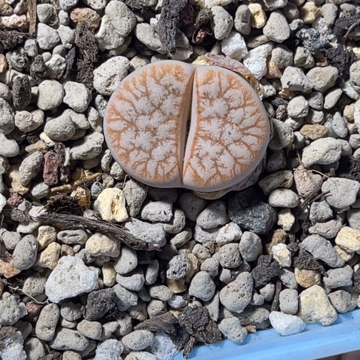 8956拿铁睫毛边一圈c309a尺寸2.0