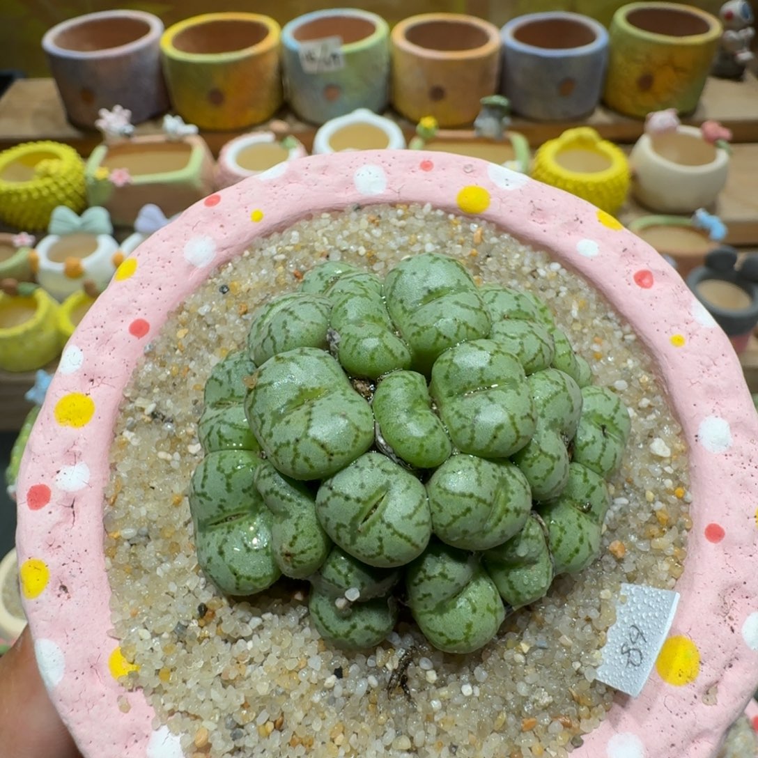 蘑菇1345安贞群多肉植物