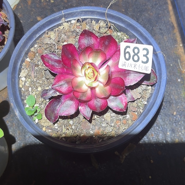 素***0683烈焰掌心多肉法师锦不包侧枝断枝