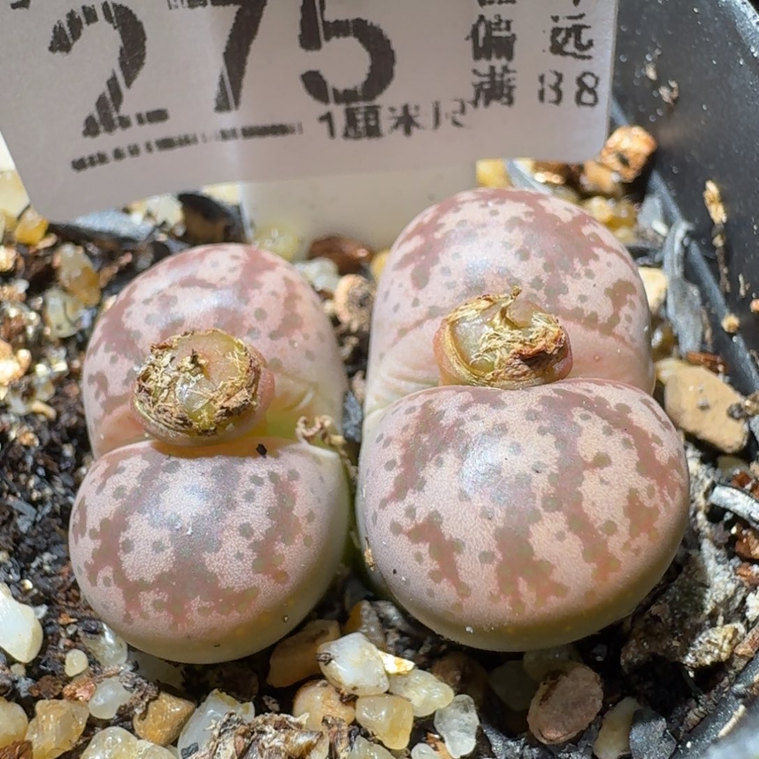 Sss清仓便宜出275