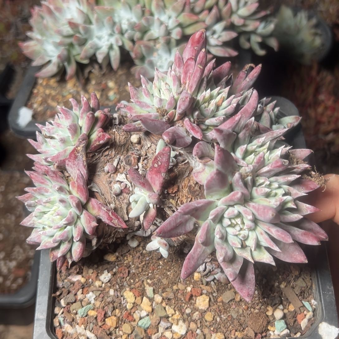 2904哈哈哈哈哈哈哈