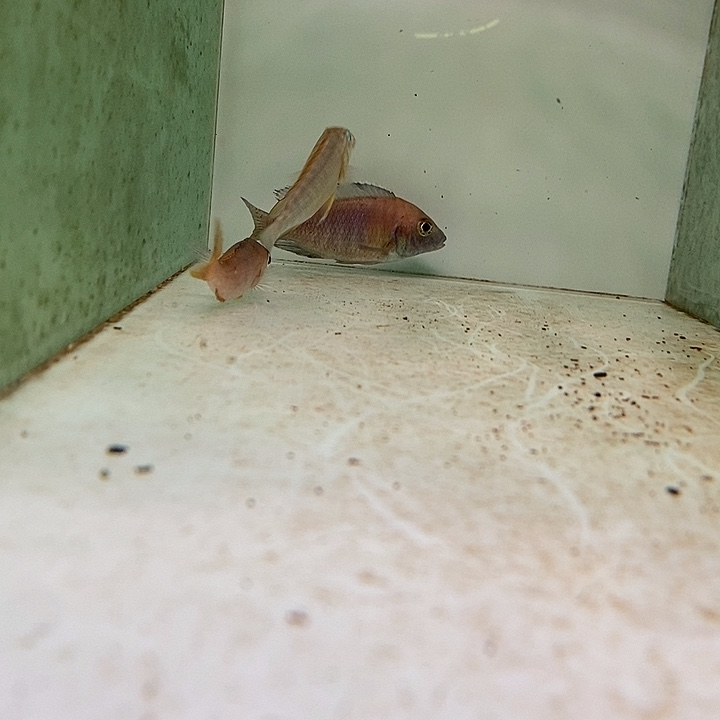 海水鱼观赏鱼观赏鱼