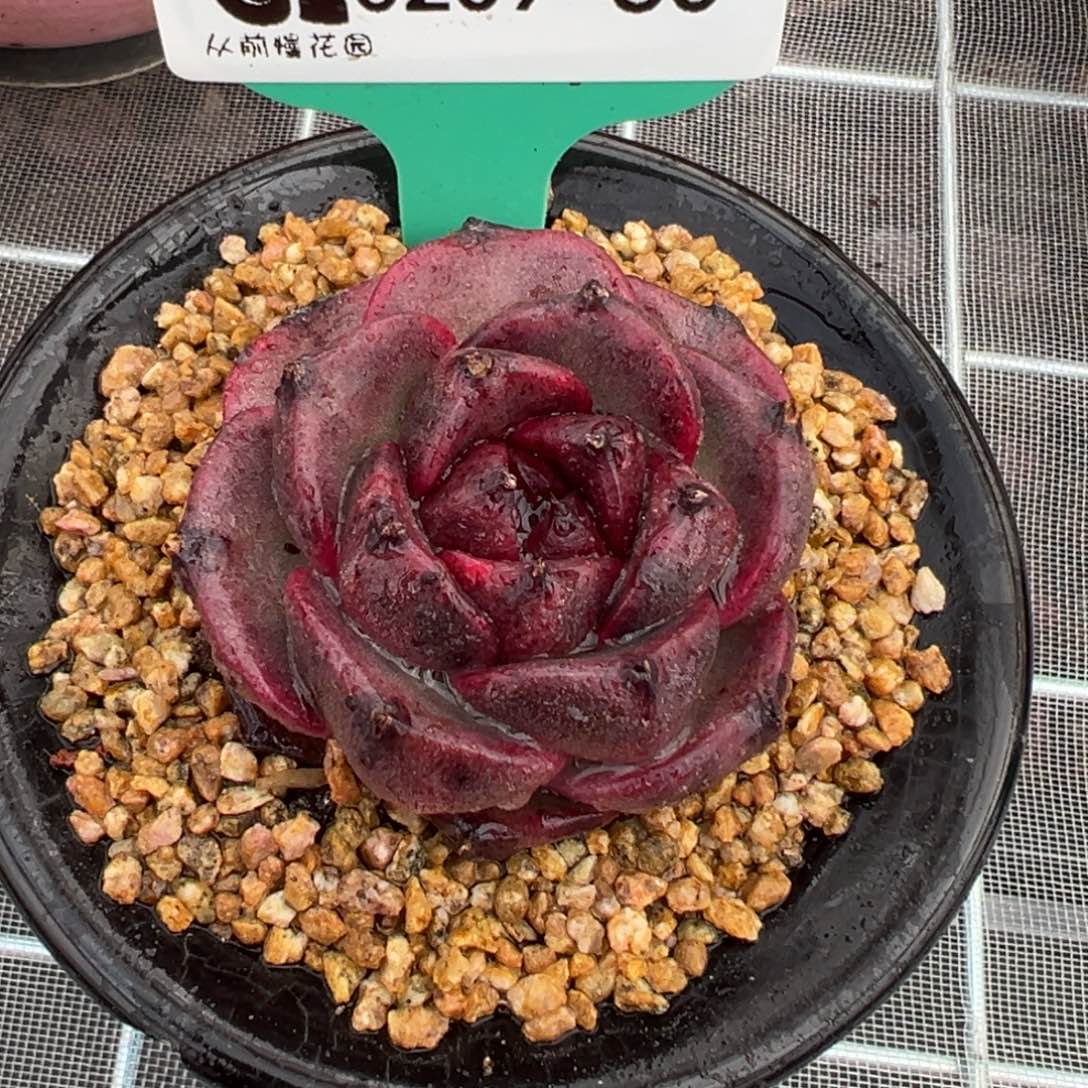 从前慢多肉精选编号0209.80