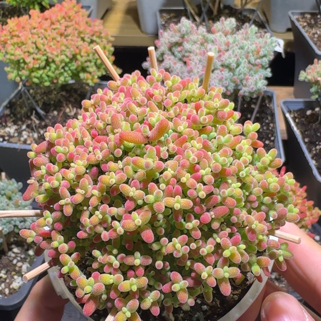 蜜橘糖球枝干番杏436