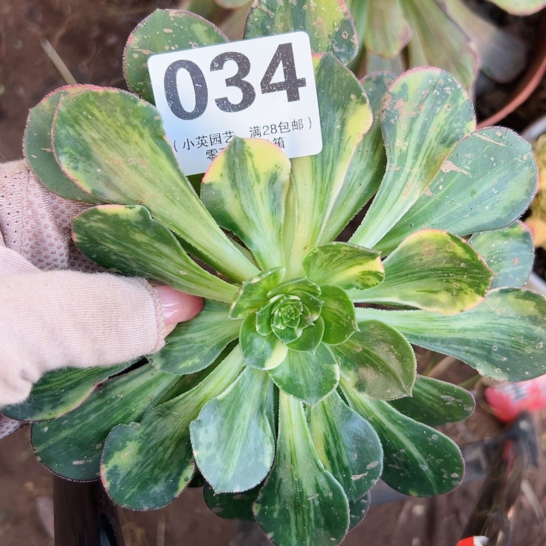 彩蝶034多肉植物多肉植物