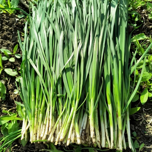 长白山爱姐农家韭菜味浓口感好包饺子炒鸡蛋2/3斤左右【顺丰包邮】