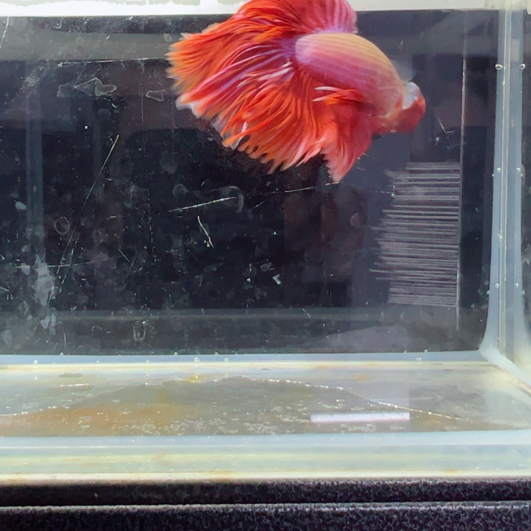 斗鱼浅色仙仙裙特殊尾