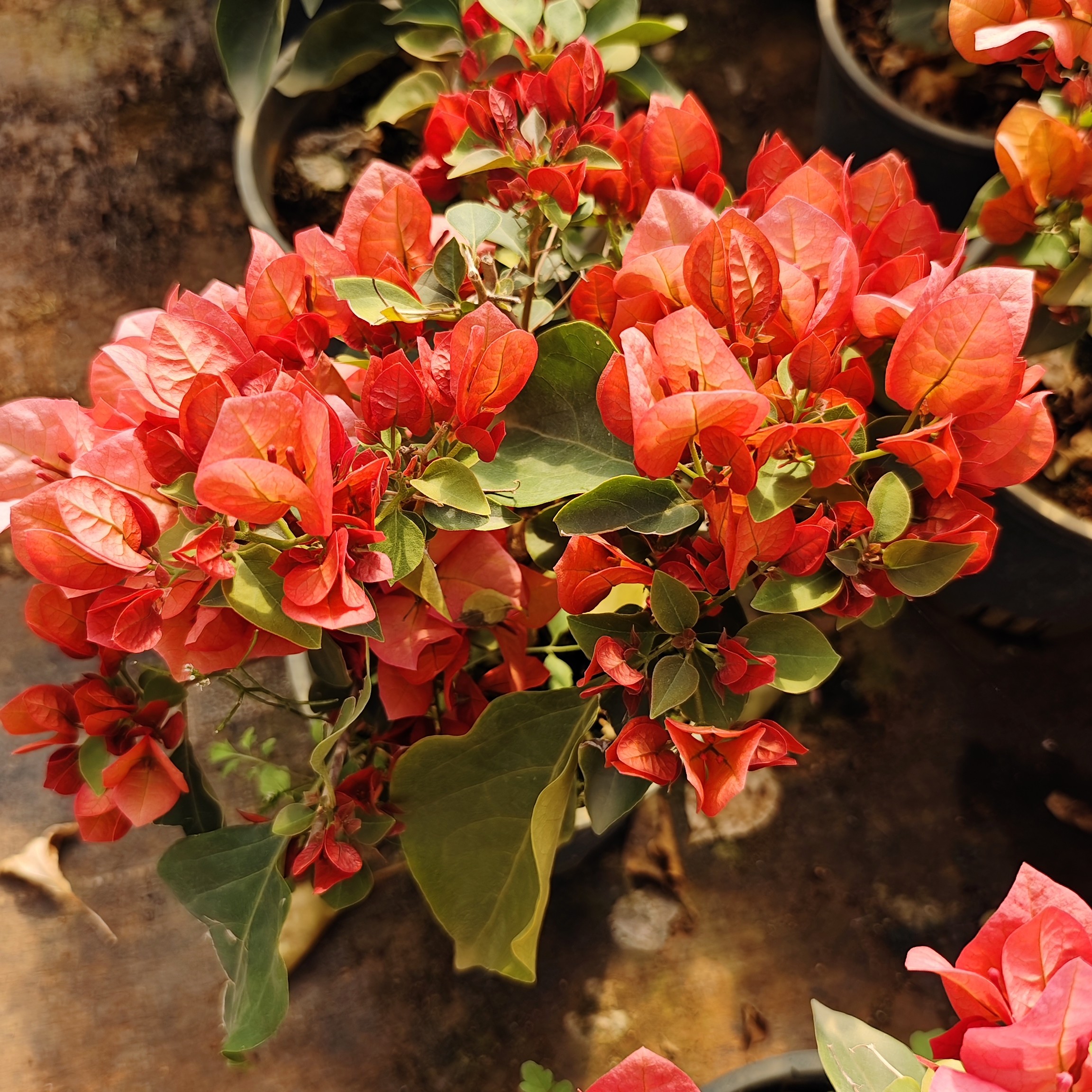 不甜西瓜 勤花三角梅