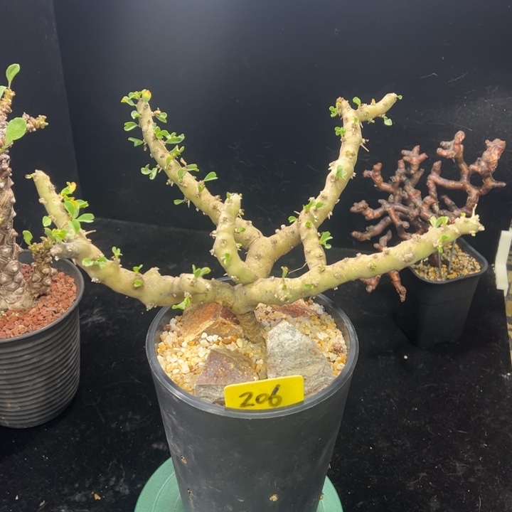 红花龙骨葵多肉植物产地