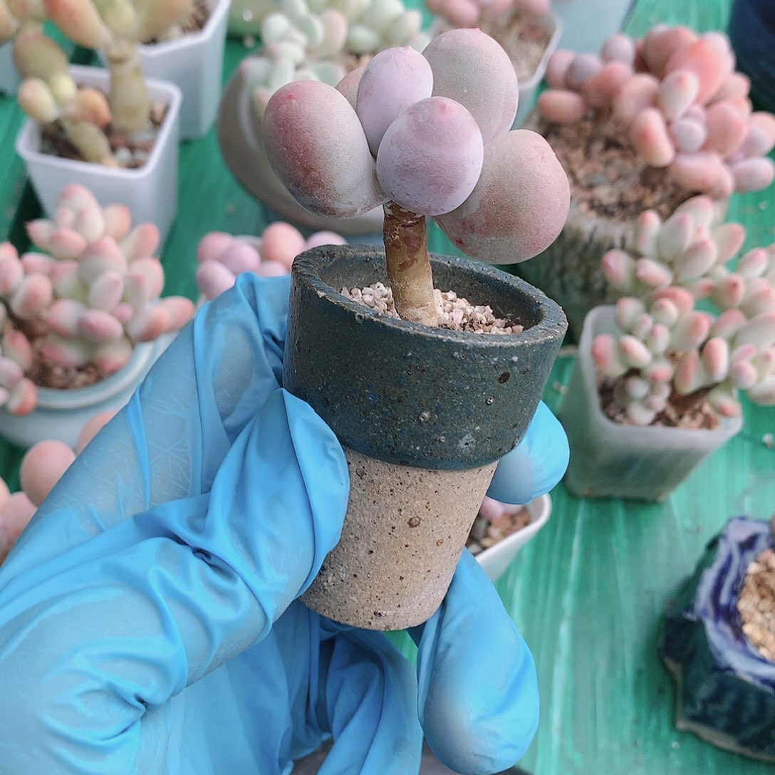 米可奶酪一物一拍