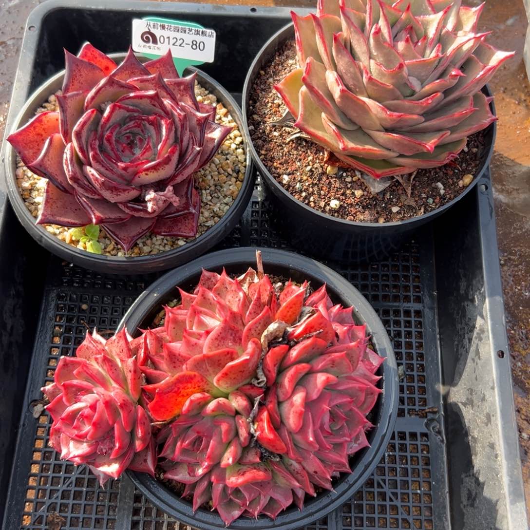 多肉精选编号0122.80