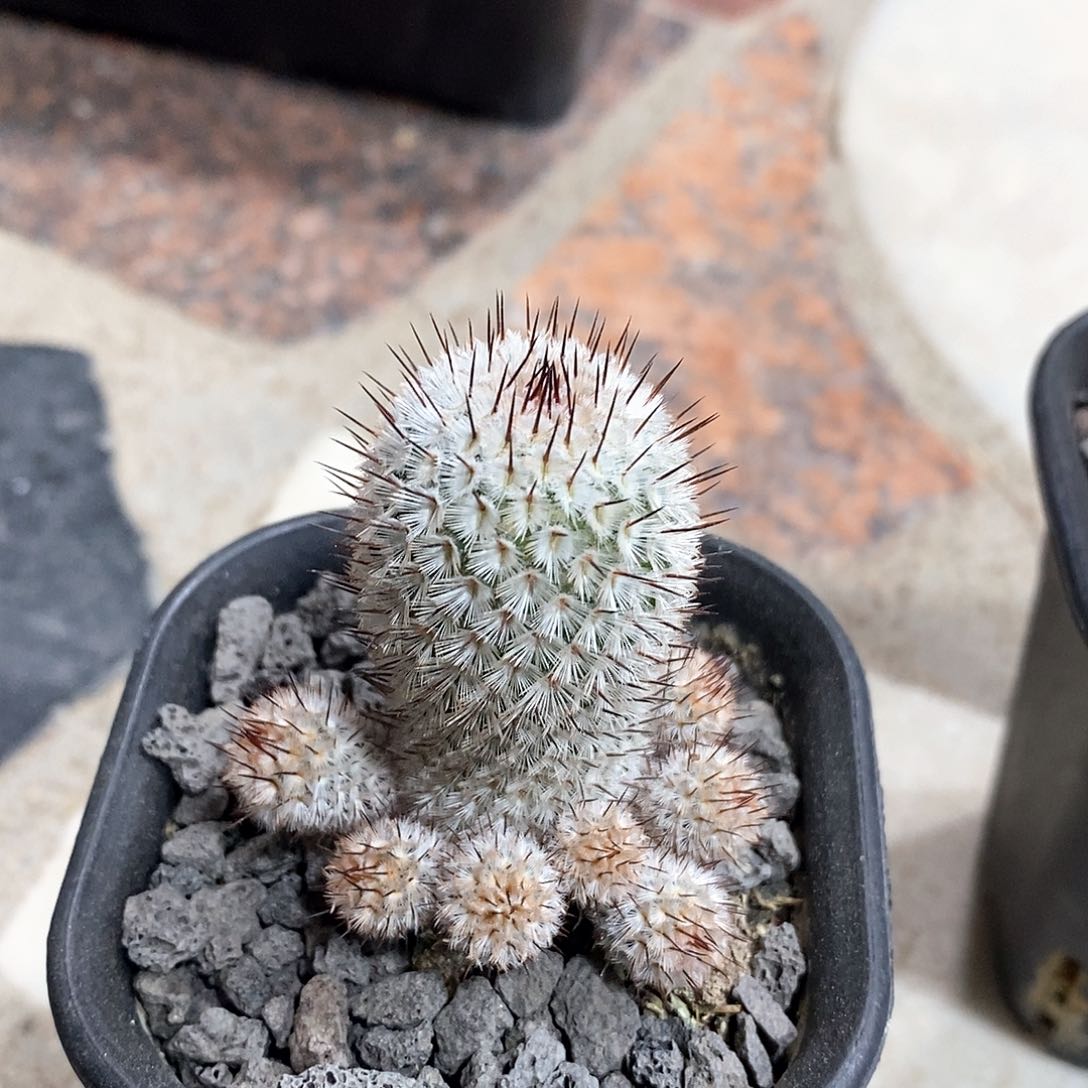 实生直刺佩雷仙人球