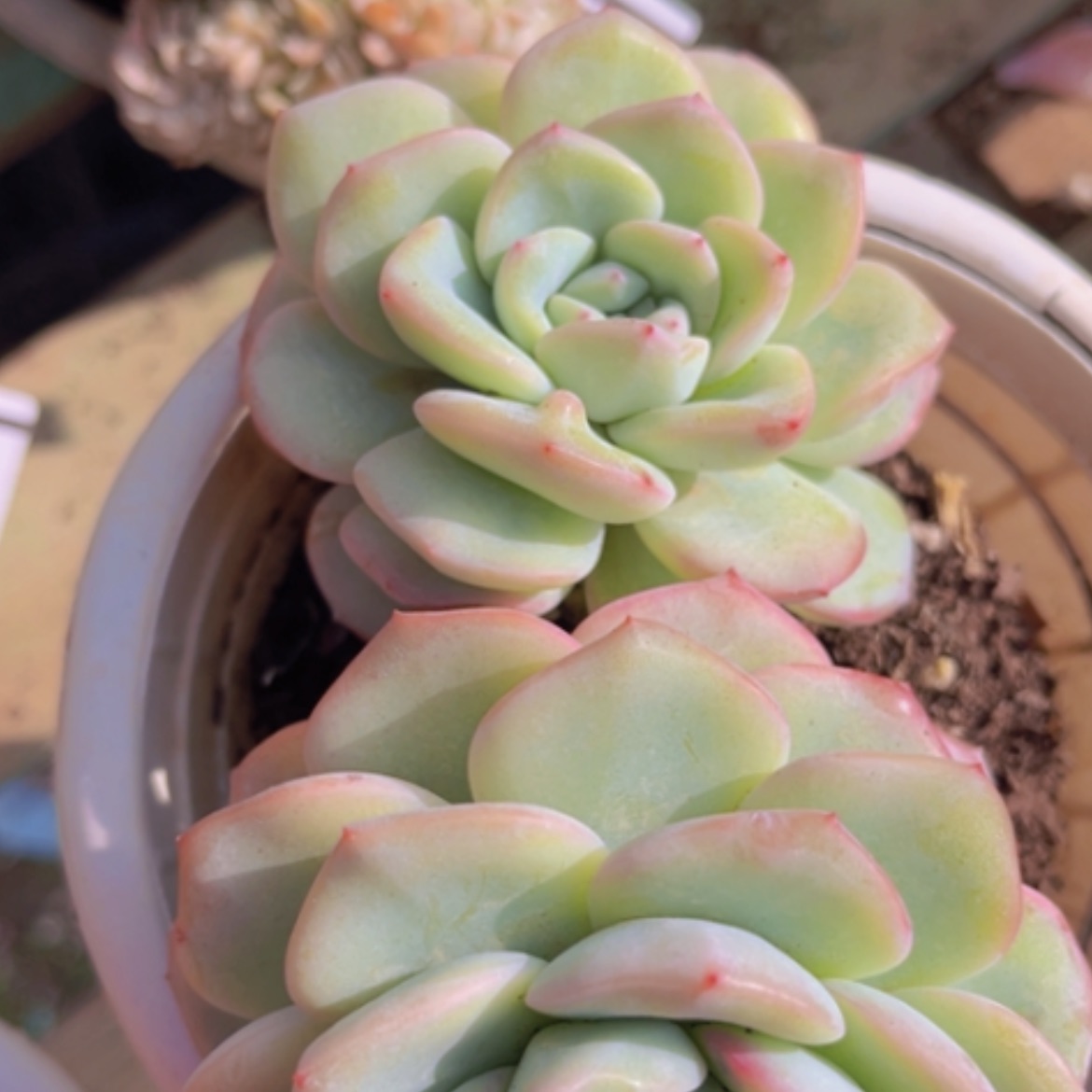 【闪购商品】泡芙06254