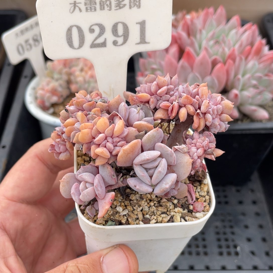 0291雪精灵不带盆8厘米