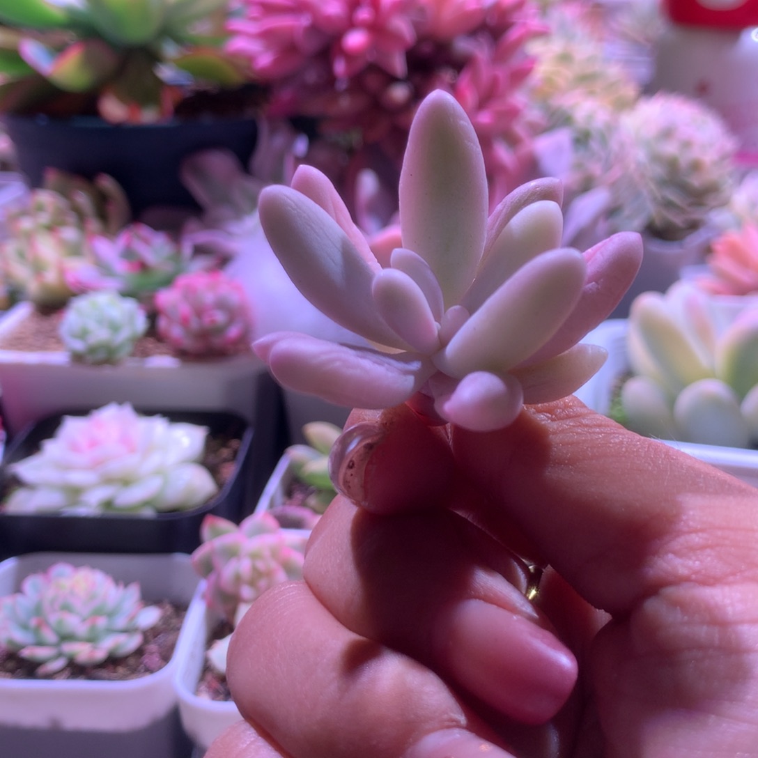 粉的恋人覆轮锦有杆子